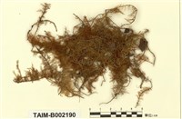 藏品(細枝羽苔)的圖片